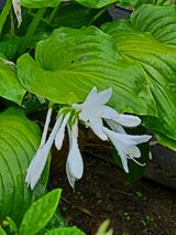 팜모닝 시금치·일상 게시글 이미지