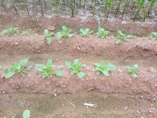 너만아라님의 팜모닝 · 출석 작성글 사진