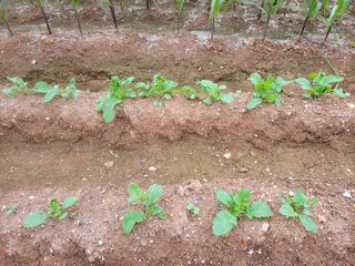 너만아라님의 팜모닝 · 출석 작성글 사진