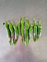 팜모닝 고추·병해충상담 게시글 이미지