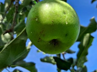 초보유기농님의 기타작물 · 병해충상담 작성글 사진