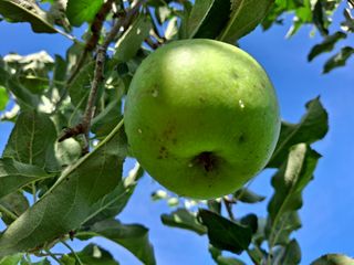 초보유기농님의 기타작물 · 병해충상담 작성글 사진
