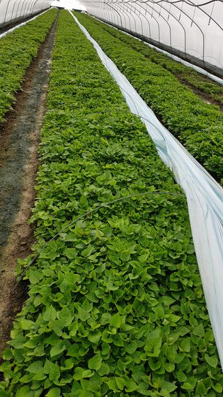 푸른팜님의 팜모닝 · 출석 작성글 사진