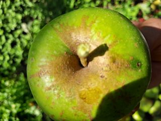 초보유기농님의 사과 · 병해충상담 작성글 사진