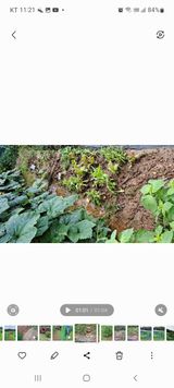 팜모닝 팜모닝·출석 게시글 이미지