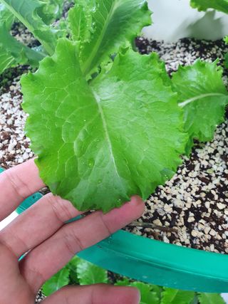 경민님의 상추 · 병해충상담 작성글 사진