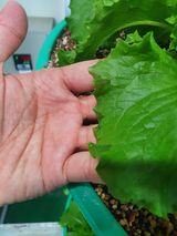 팜모닝 상추·병해충상담 게시글 이미지