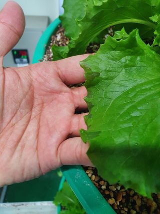 경민님의 상추 · 병해충상담 작성글 사진