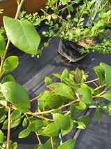 팜모닝 팜모닝·출석 게시글 이미지