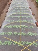 팜모닝 들깨·자유게시판 게시글 이미지