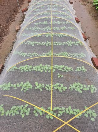 민병직님의 들깨 · 자유게시판 작성글 사진