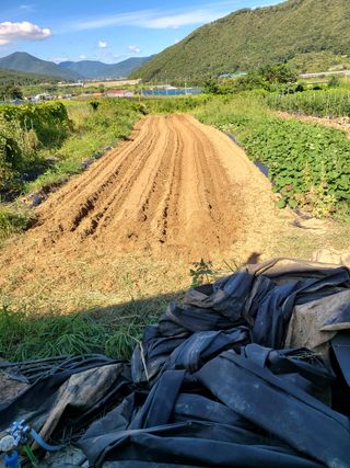 정전진 님의 벼 · 자유게시판 작성글 사진