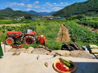 정전진 님의 벼 · 자유게시판 작성글 사진