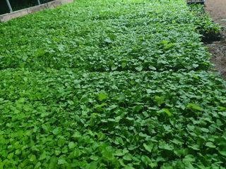 이기자농장님의 팜모닝 · 출석 작성글 사진