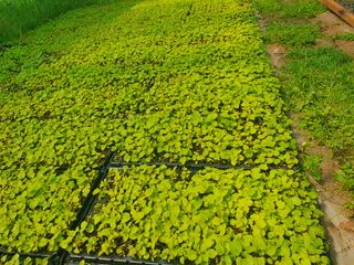 이기자농장님의 팜모닝 · 출석 작성글 사진