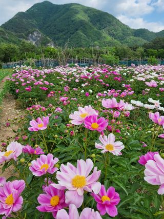 젊은 산사람님의 고추 · 일상 작성글 사진