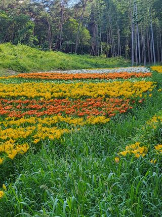 젊은 산사람님의 고추 · 일상 작성글 사진