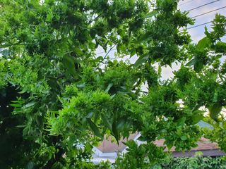 이훈정(시몬)님의 기타작물 · 병해충상담 작성글 사진