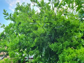 이훈정(시몬)님의 기타작물 · 병해충상담 작성글 사진