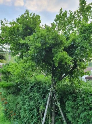 이훈정(시몬)님의 기타작물 · 병해충상담 작성글 사진