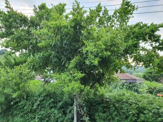 이훈정(시몬)님의 기타작물 · 병해충상담 작성글 사진