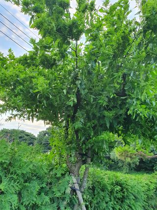 이훈정(시몬)님의 기타작물 · 병해충상담 작성글 사진