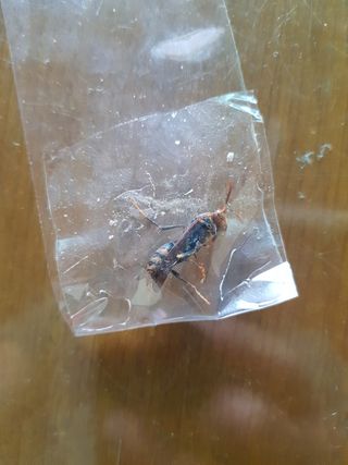 호야네님의 오이 · 병해충상담 작성글 사진