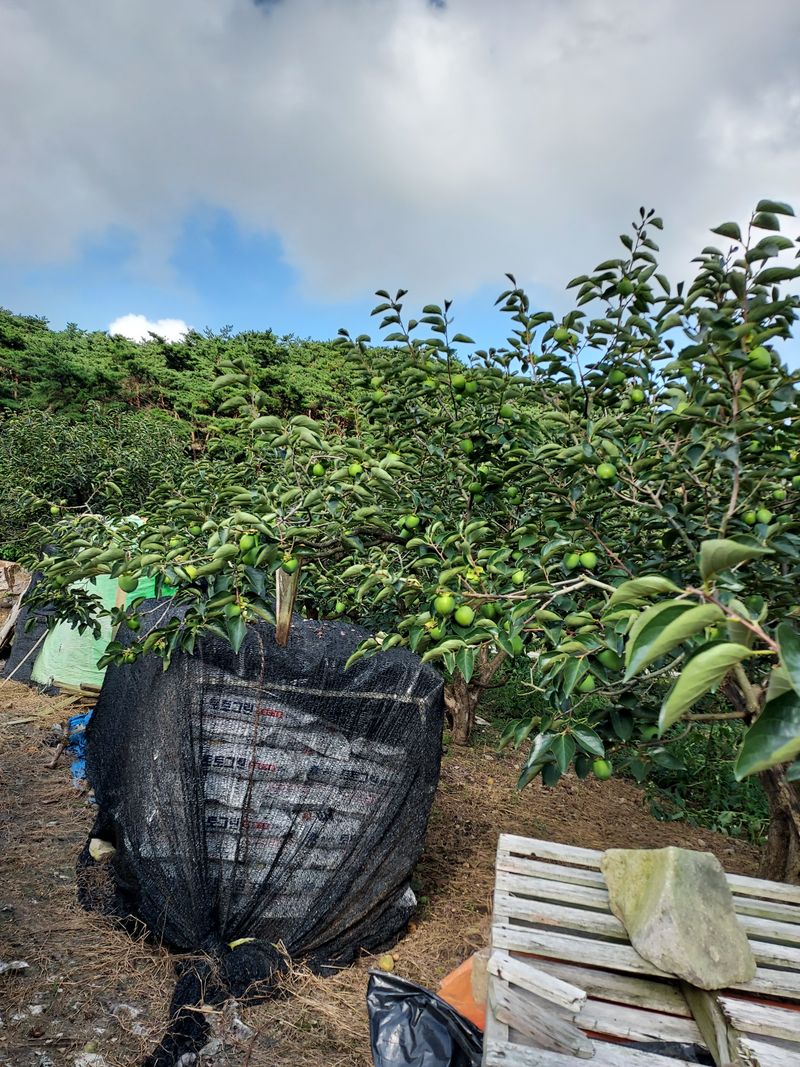장터 상품 [금년에   태풍만 잘지나가면  대봉감수확은  쾐찮을것같] 썸네일