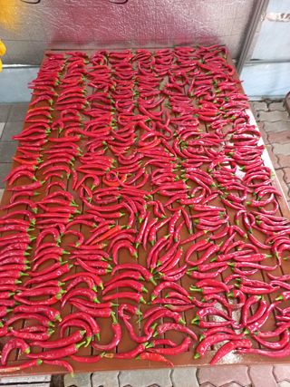 호호아줌마님의 팜모닝 · 출석 작성글 사진