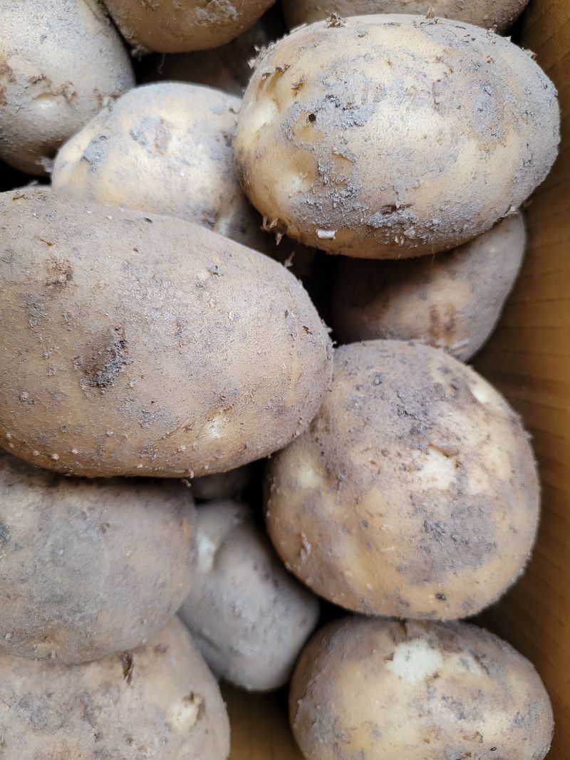 김기섭님의 장터 판매 상품 [강원도 횡성 고냉지 감자 판매 10kg(중.대 혼합) ] 첨부 사진