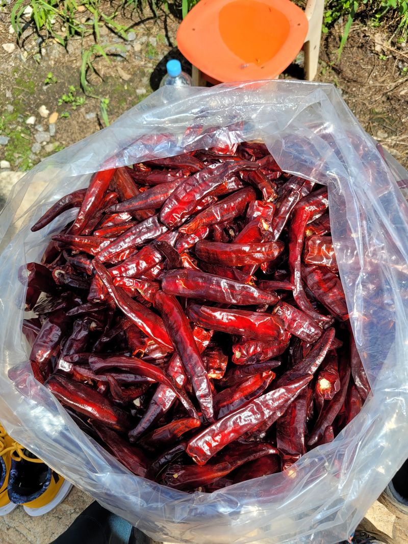 김기섭님의 장터 판매 상품 [강원 횡성 건고추  1근(600g)18000원ㅡ택배비 ] 첨부 사진