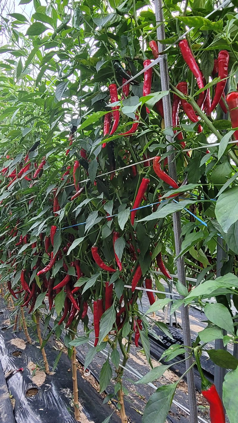 강화댁님의 장터 판매 상품 [올해 고추가 잘 됐는데 파는게 고민이네요 석모도 고추예] 첨부 사진