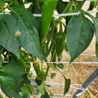 백호순(후추)님의 기타작물 · 병해충상담 작성글 사진