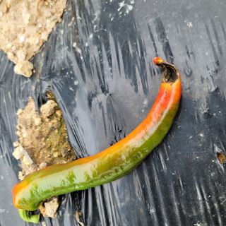 백호순(후추)님의 고추 · 병해충상담 작성글 사진