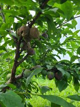 팜모닝 기타작물·병해충상담 게시글 이미지