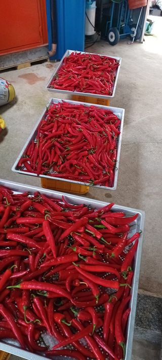 양화리님의 블루베리 · 자유게시판 작성글 사진