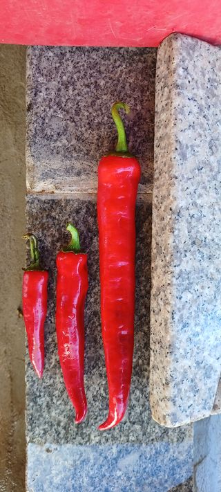 양화리님의 블루베리 · 자유게시판 작성글 사진