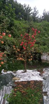 팜모닝 팜모닝·출석 게시글 이미지