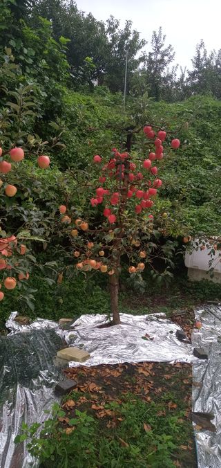 백낙준님의 팜모닝 · 출석 작성글 사진