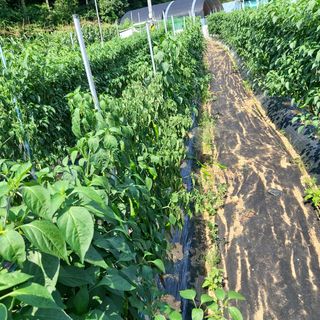 강근희님의 고추 · 병해충상담 작성글 사진