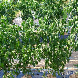 강근희님의 고추 · 병해충상담 작성글 사진