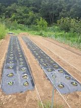 팜모닝 팜모닝·출석 게시글 이미지