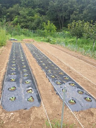 김종대님의 팜모닝 · 출석 작성글 사진