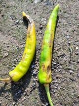 팜모닝 고추·병해충상담 게시글 이미지