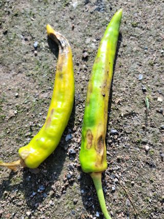 어설푼농부님의 고추 · 병해충상담 작성글 사진