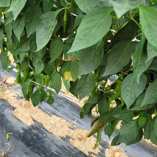 백호순(후추)님의 기타작물 · 병해충상담 작성글 사진