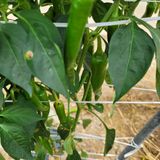 팜모닝 기타작물·병해충상담 게시글 이미지