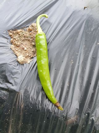 알바트로스k님의 고추 · 병해충상담 작성글 사진