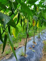 팜모닝 고추·병해충상담 게시글 이미지