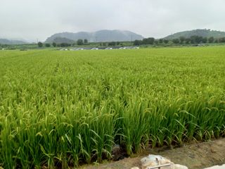 없 슴돠님의 팜모닝 · 출석 작성글 사진